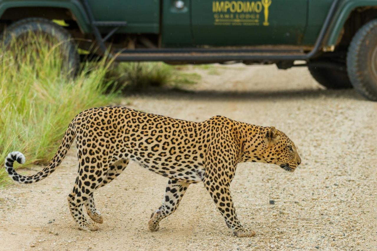 Impodimo Game Lodge محميّة ماديكوي الطبيعيّة للطرائد المظهر الخارجي الصورة